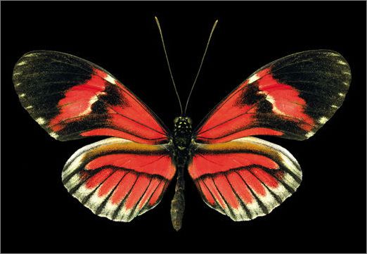 菲利克斯成葡年度最佳!谈转会:天呐 我竟然值1.26亿|IM电竞平台(图2) IM电竞平台