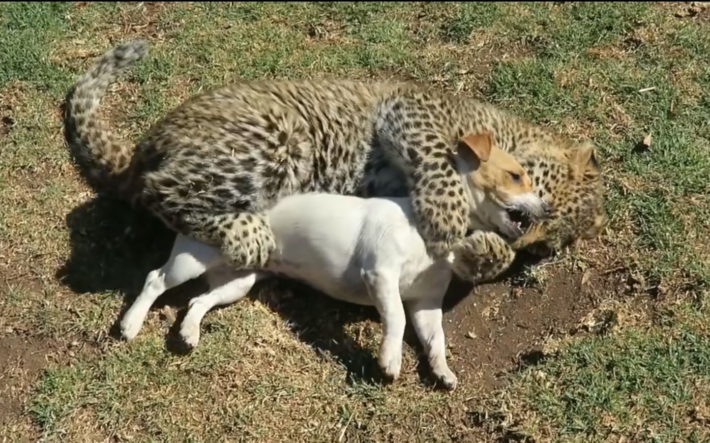 “IM电竞官网”西甲-登贝莱破门苏牙进球被吹 巴萨1-0胜升班马(图1) IM电竞