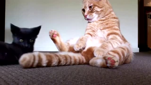 五星体育今日节目单:直播CBA上海,西甲武磊‘IM电竞’(图3) IM电竞官网