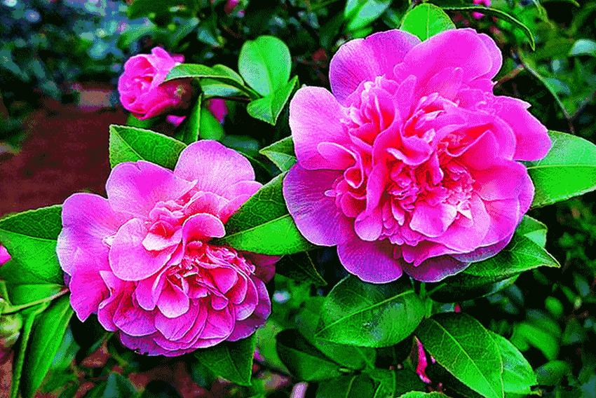 IM电竞|卡西德比战已23场不败皇马首发11人仅剩一悬念(图2) IM电竞官网